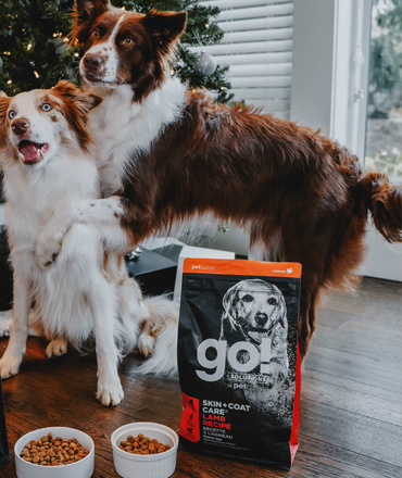 Holistinis šunų maistas iš Kanados – Go! Solutions. Sprendimai jūsų šuns unikaliems poreikiams.